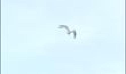 Oiseaux rares à Liège